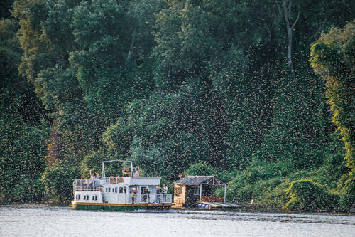 Mayfly swarm over boat 2